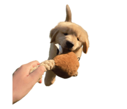 ลายที่ 47