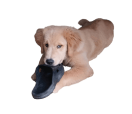 ลายที่ 49