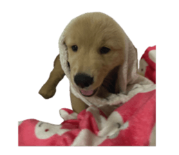 ลายที่ 51