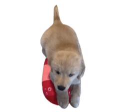 ลายที่ 53