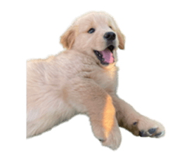 ลายที่ 55