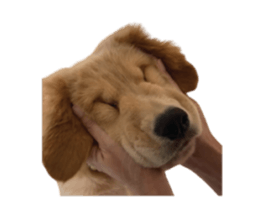 ลายที่ 57