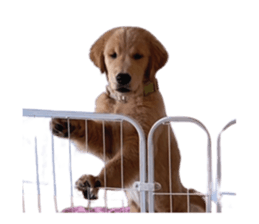 ลายที่ 59