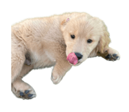 ลายที่ 61