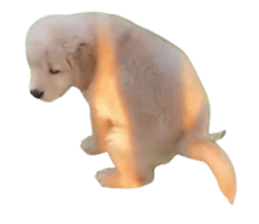 ลายที่ 63