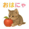 792753406