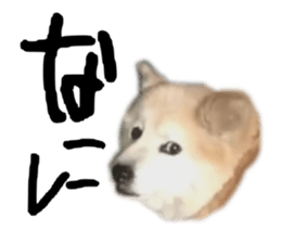 792947446