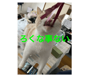 793096022