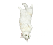 793196555
