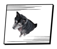 793239294