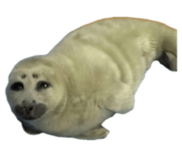 793363259