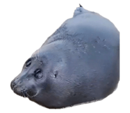 793363265