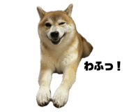 793387545