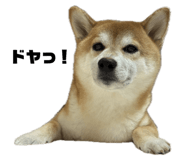 793387555