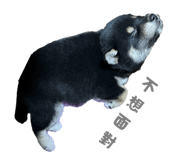 793522977