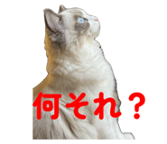 793561313