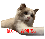 793561316