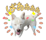 793746667