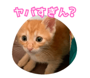 793763867
