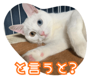 793763881