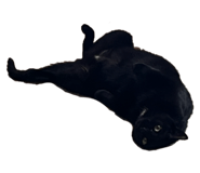 793767177