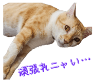 793796153