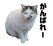 793833925