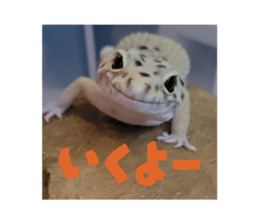 793834007