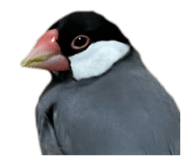 793836802