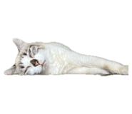 793837338