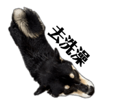 793896827