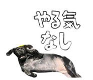 794258016