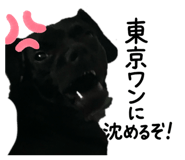 794258020