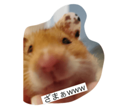 794287339