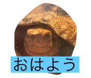 794369385