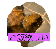 794369398