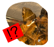 794369401