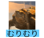 794369415