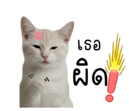 794375725