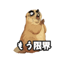 794376856