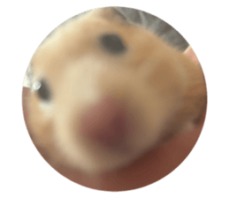 794383161