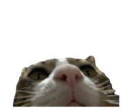 794397725