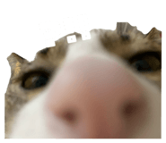 794397728