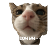 794397732