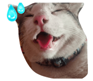 794450555