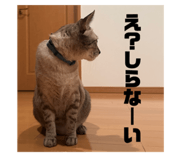 794453238