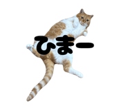 794478558