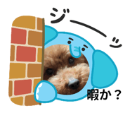 794497816