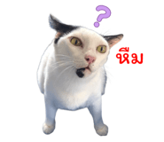 794501196