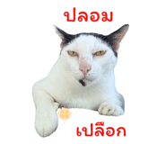 794501206